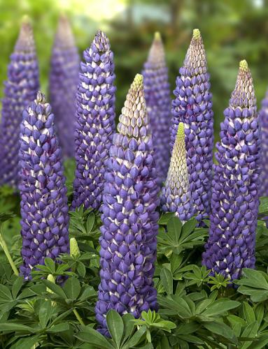 Lupinus persian slipper hi-res stock photography and images - Alamy